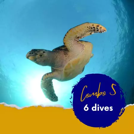 Combo 5 | 6 dives/ 2 tank cozumel, 2 reef dives & 2 tank Cancun, wreck and reef diving 