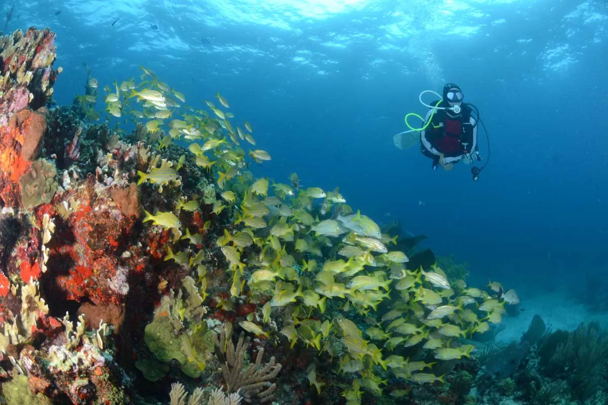 Reef Scuba Diving in Cancun