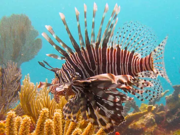 natural and artificial reefs in cancun - coconut divers