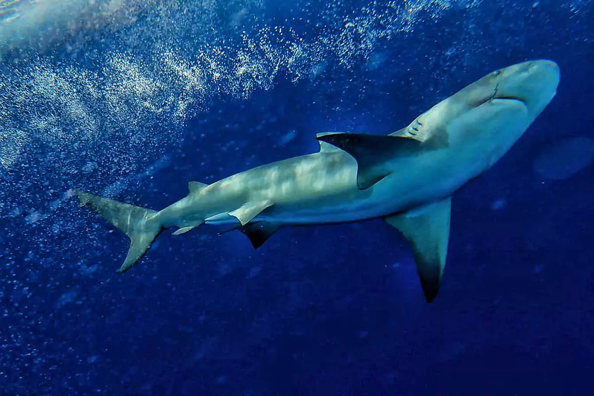 Scuba Diving Cancun