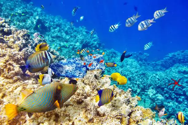scuba diving in cancun | reef diving